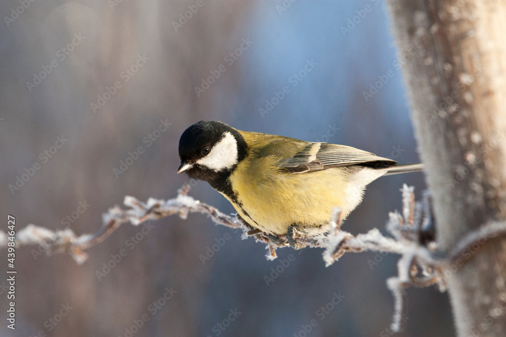 Obraz premium Koolmees, Great Tit, Parus major
