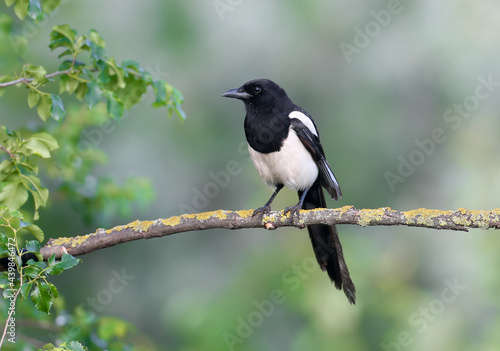 An adult common magpie (Pica pica) sits on a dry branch against a beautifully blurred green background