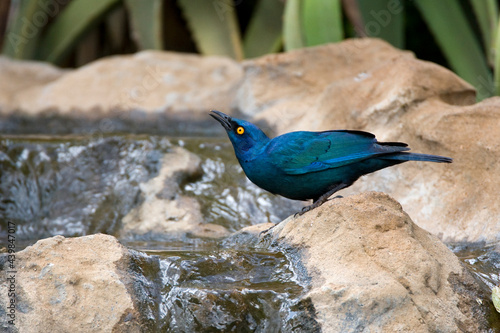 Groenstaart-glansspreeuw, Greater Blue-eared Starling, Lamprotornis chalybaeus photo