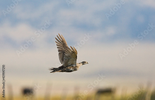 Waaierhoen, Greater Sage-Grouse, Centrocercus urophasianus,