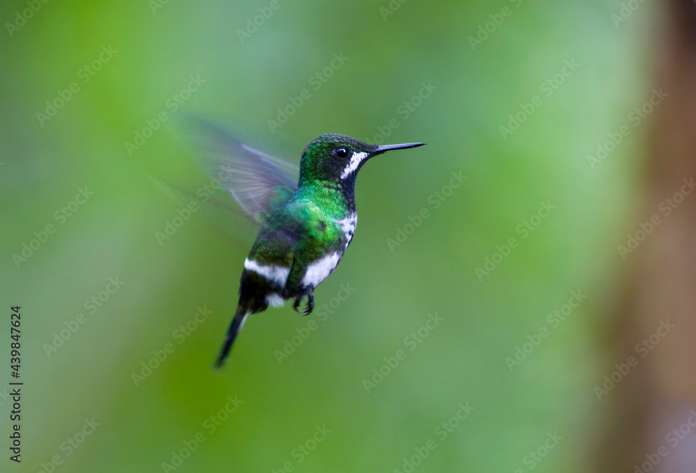 Groene Draadkolibrie, Green Thorntail, Discosura conversii Groene Draadkolibrie, Green Thorntail, Discosura conversii