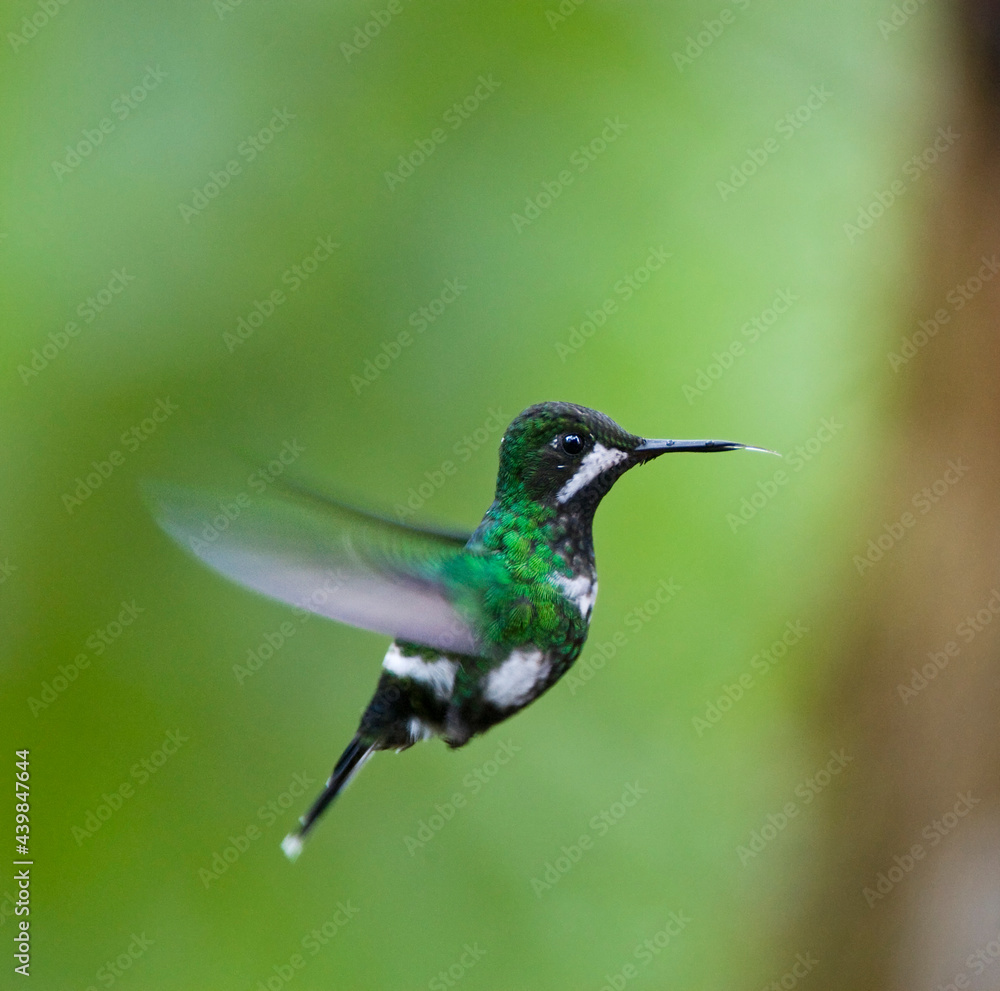 Fototapeta premium Groene Draadkolibrie, Green Thorntail, Discosura conversii