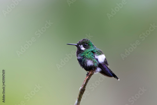 Groene Draadkolibrie, Green Thorntail, Discosura conversii