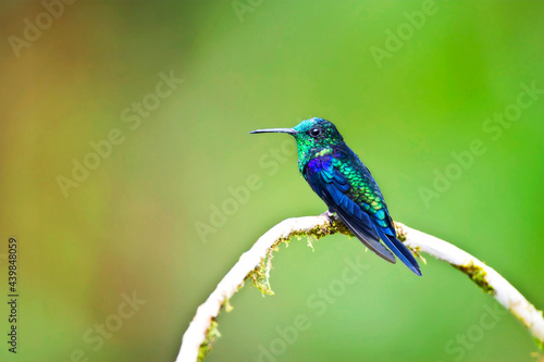 Groenkroonbosnimf, Green-crowned Woodnymph, Thalurania fannyae