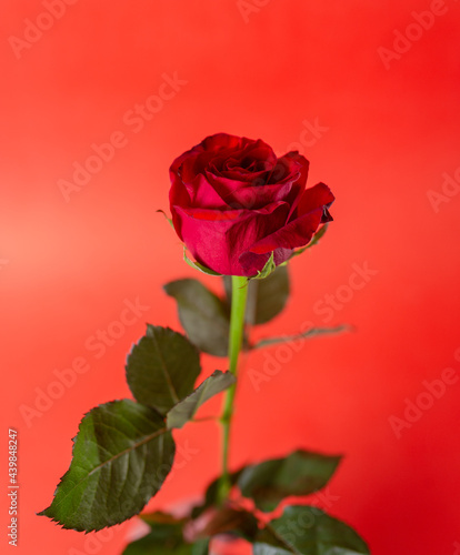 beautiful red rose flower on a branch on a red background