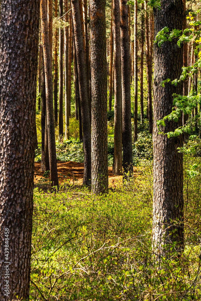 Vertical photo of pine tree trunks and blueberry bushes in sunny day
