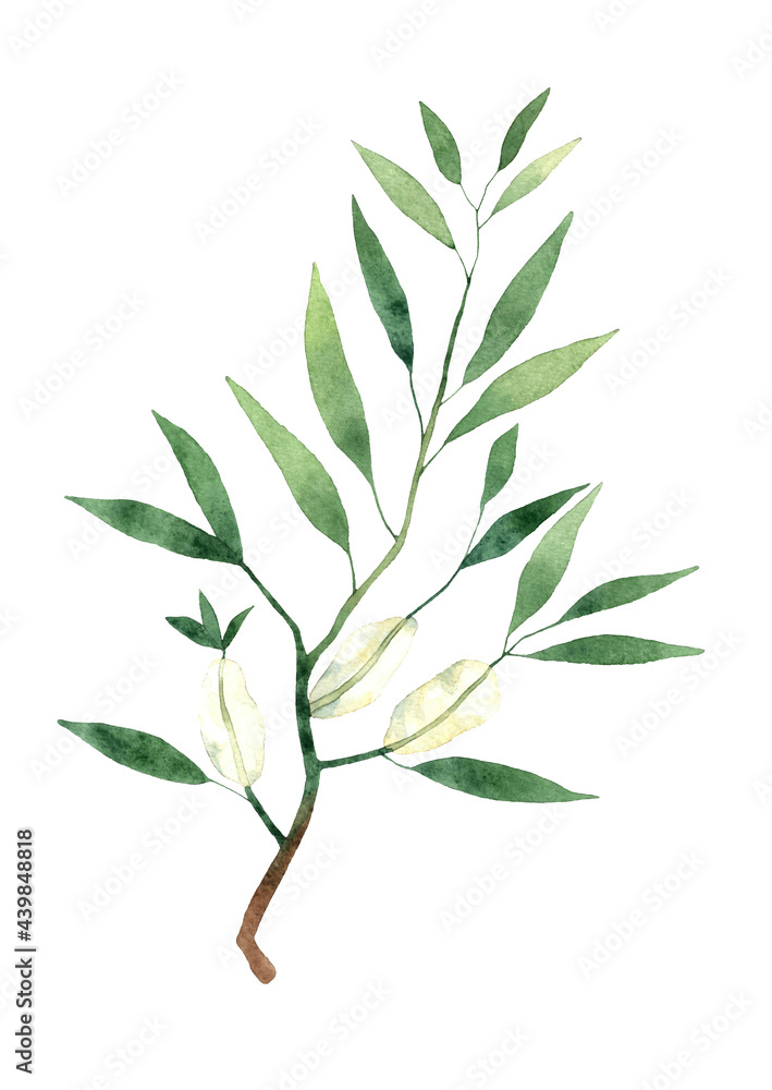 Fototapeta premium Watercolor tea tree branch with leaves and flowers illustration. Hand drawn isolated on white background. Herbal medicine and aroma therapy