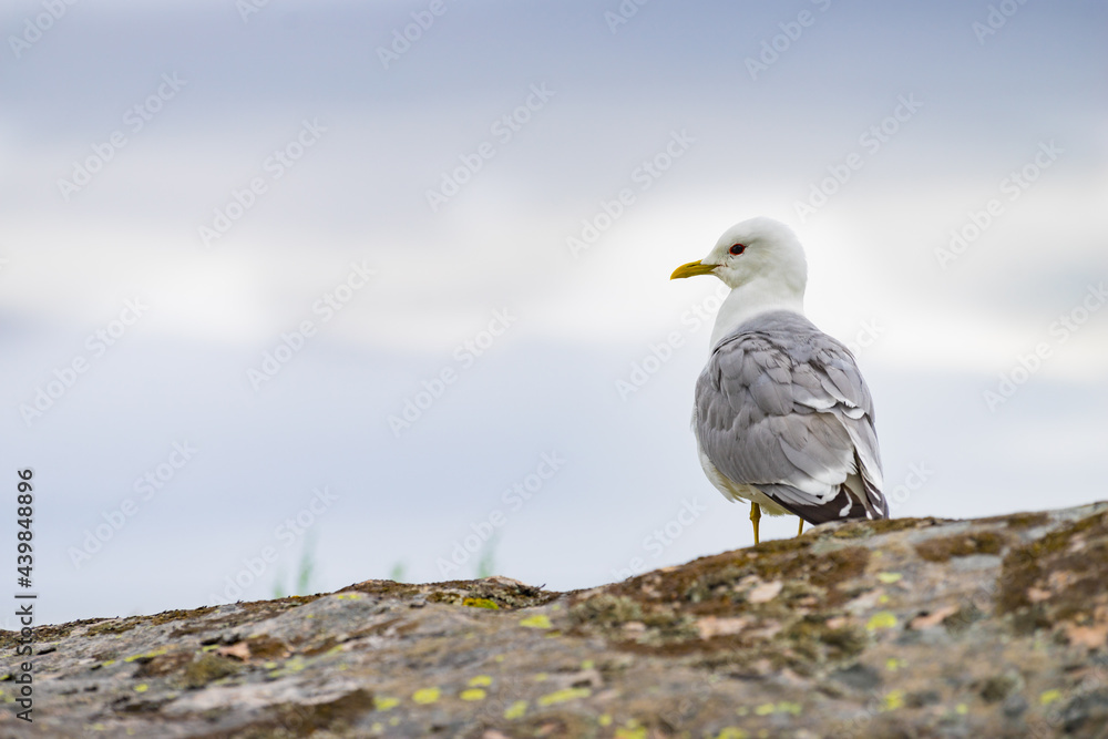 Seagull on sea fjord shore Seagull on sea fjord shore