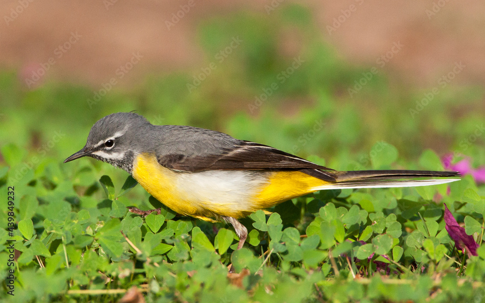 Fototapeta premium Grote Gele Kwikstaart, Grey Wagtail, Motacilla cinerea