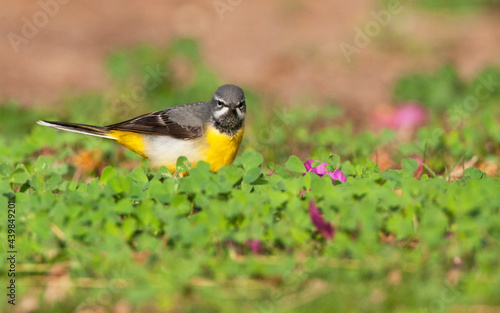 Grote Gele Kwikstaart, Grey Wagtail, Motacilla cinerea photo