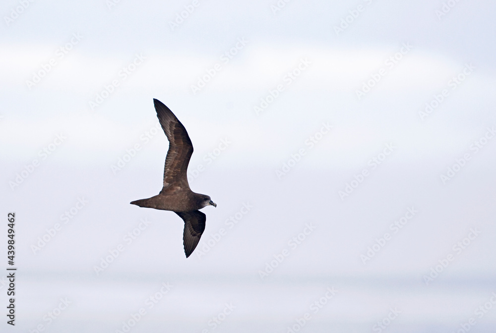 Grey-faced Petrel; Pterodroma macroptera gouldi Grey-faced Petrel; Pterodroma macroptera gouldi