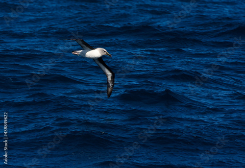 Grijskopalbatros  Grey-headed Albatross  Thalassarche chrysostoma