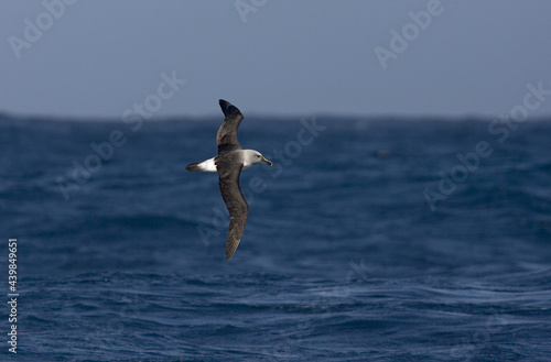 Grey-headed Albatross, Grijskopalbatros, Thalassarche chrysostoma photo