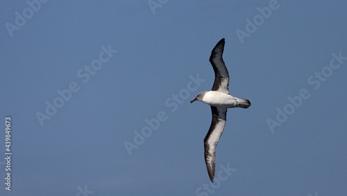 Grijskopalbatros  Grey-headed Albatross  Thalassarche chrysostoma