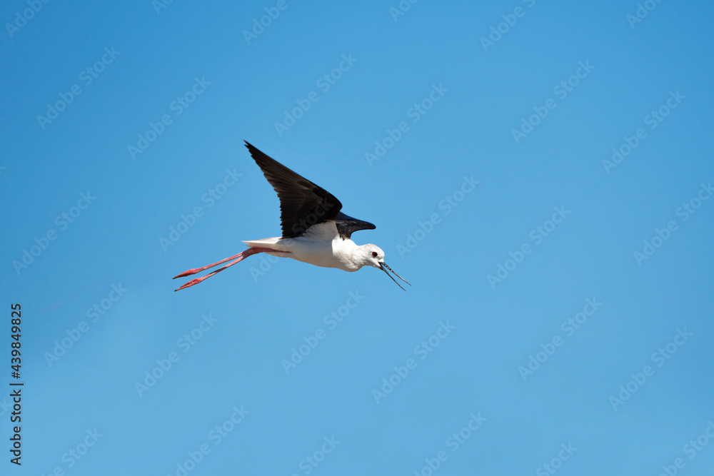 Obraz premium Eurasian long-leg bird (Himantopus himantopus)