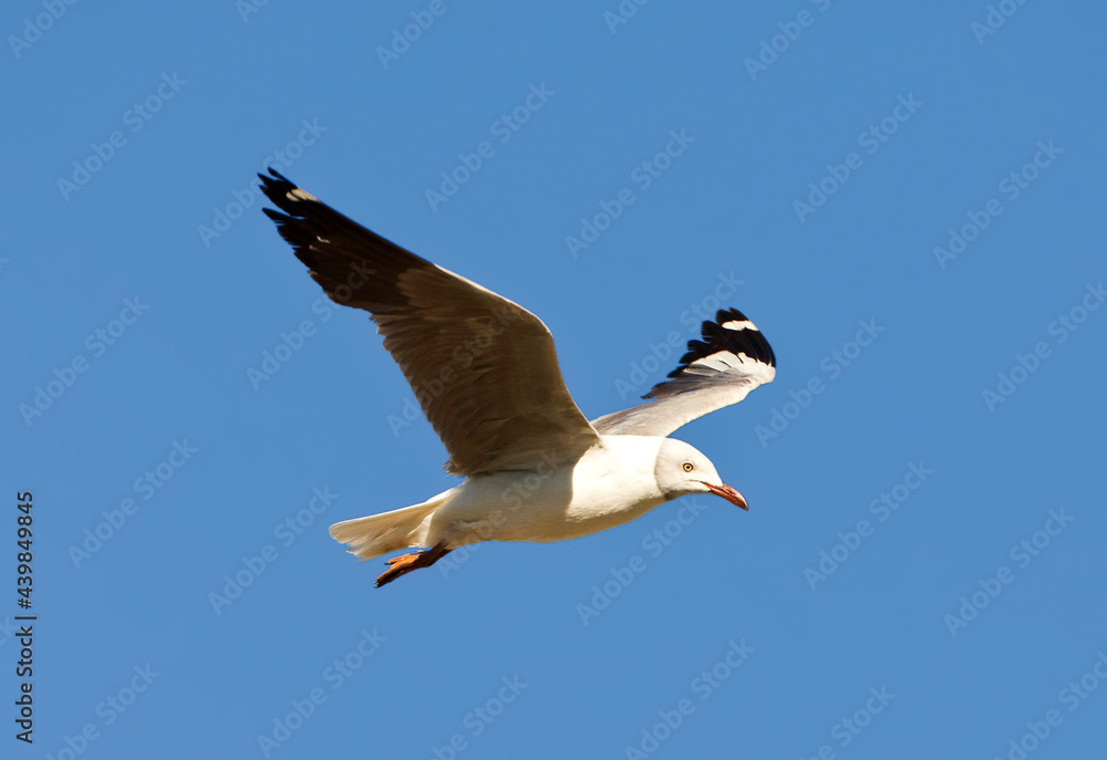 Grijskopmeeuw, Grey-headed Gull, Larus cirrocephalus