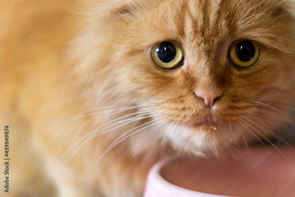 A ginger cat with very sad eyes sits near his plate.