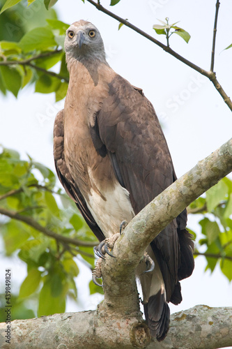 Grote Rivierarend, Grey-headed Fish-eagle, Icthyophaga ichthyaetus photo