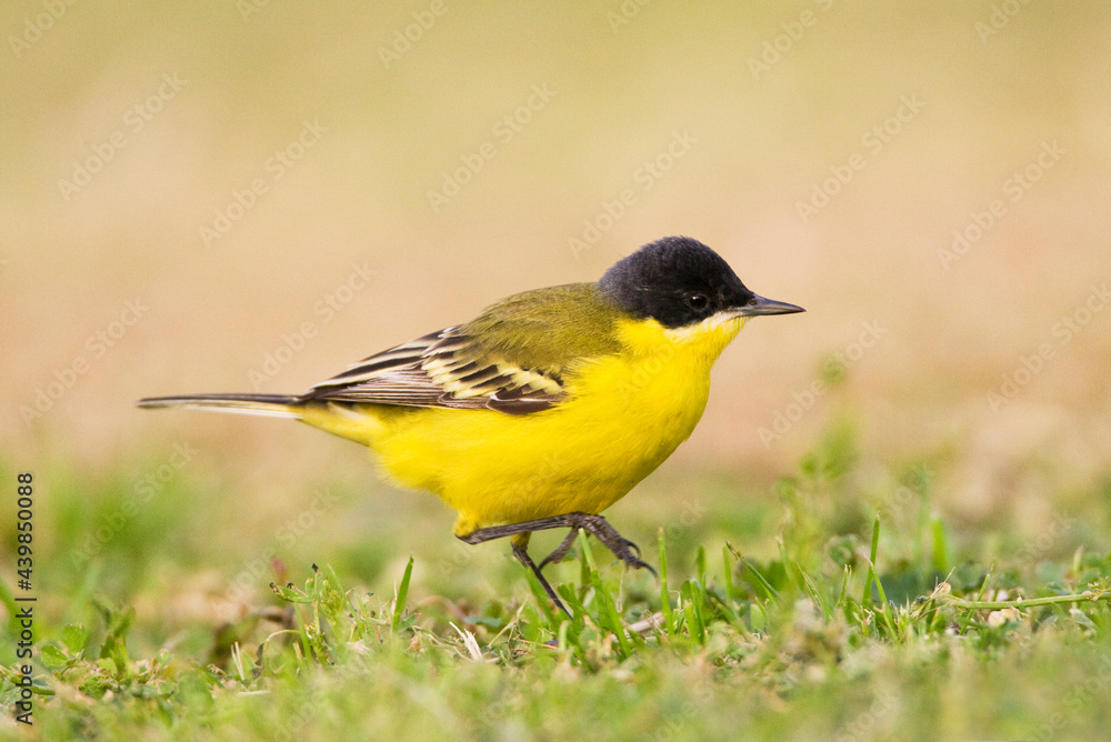 Noordse Gele Kwikstaart; Grey-headed Wagtail; Motacilla thunbergi