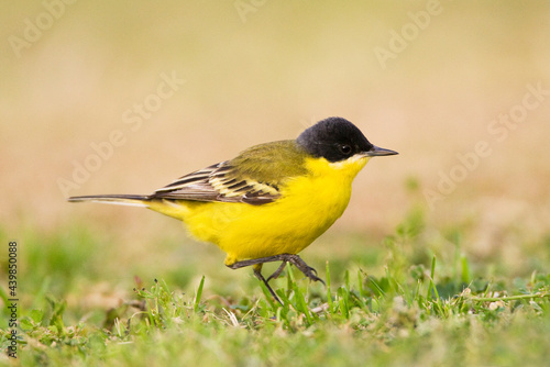 Obraz na płótnie Noordse Gele Kwikstaart; Grey-headed Wagtail; Motacilla thunbergi w salonie