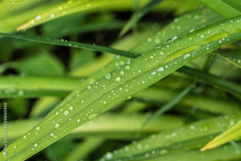 Large drops of water after rain on a long green leaf. Large drops of water after rain on a long green leaf.