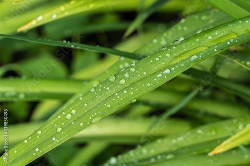Large drops of water after rain on a long green leaf.