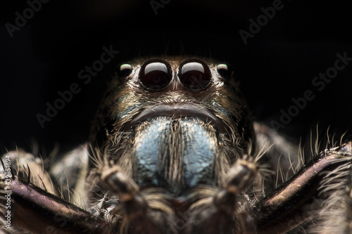 Close-up Hyllus diardi with black background