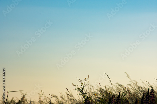 grass and sky. sunset in the field. nature background. nature copy space.