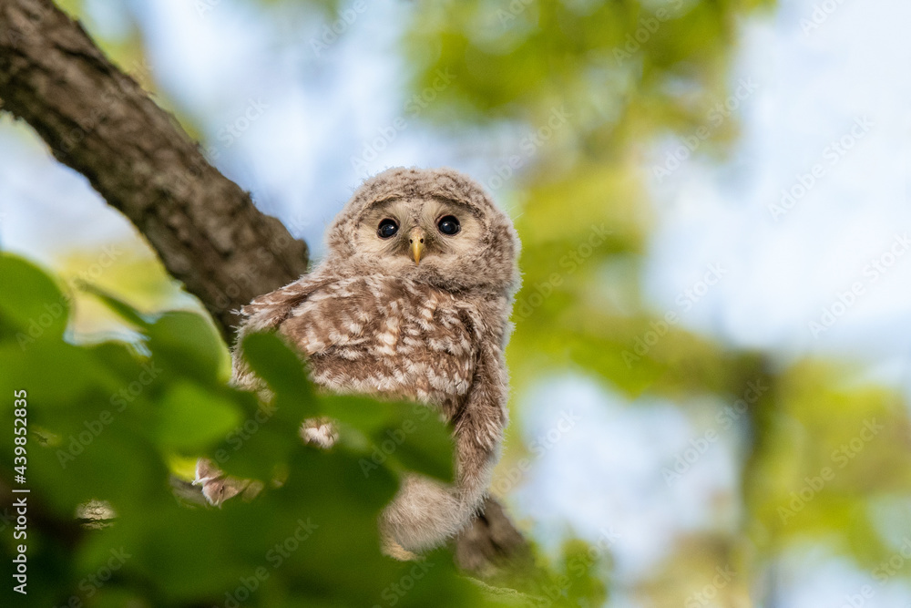 Obraz premium エゾフクロウの子供