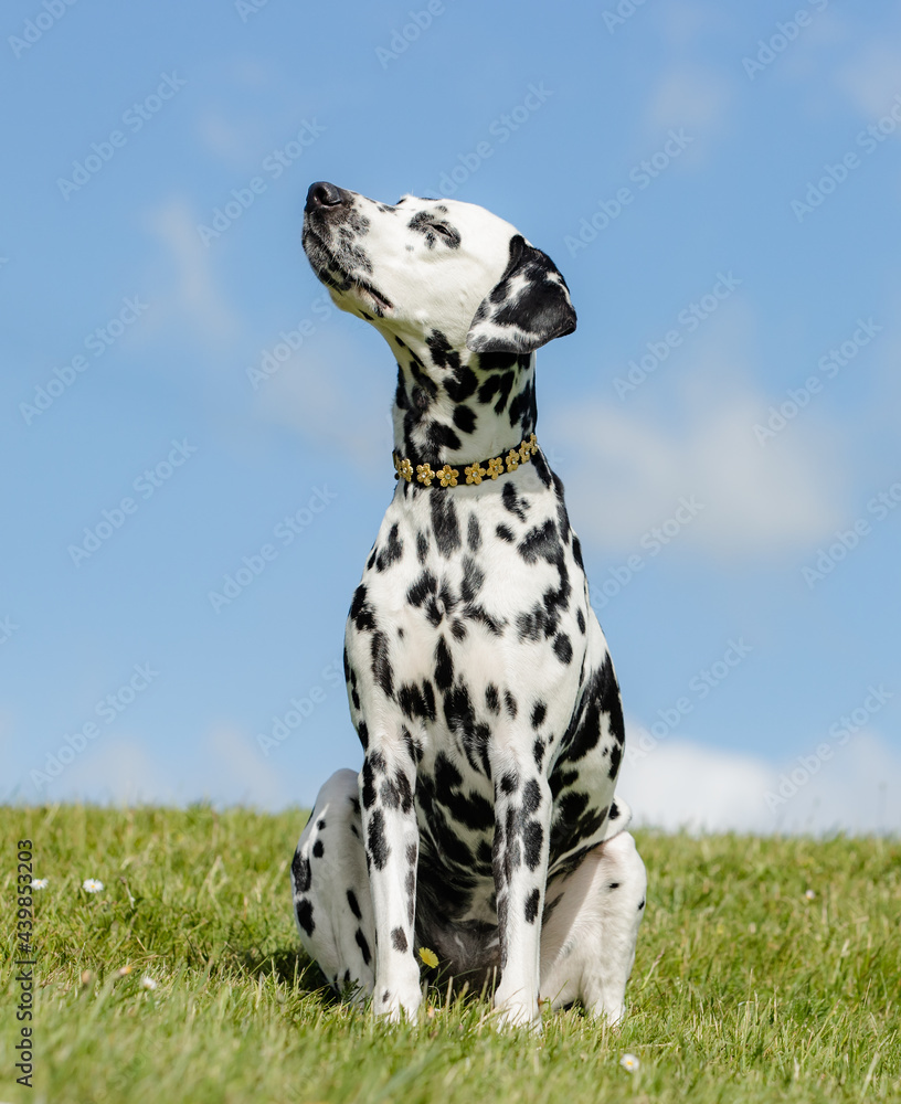 dalmatian dog on a grass