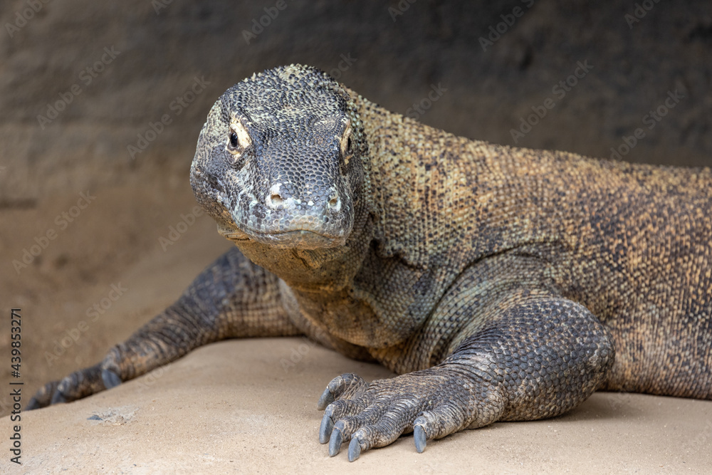 Komodo Dragon monitor lizard in captivity Komodo Dragon monitor lizard in captivity