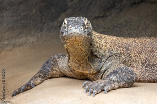 Fototapeta Naklejka Na Ścianę i Meble -  Komodo Dragon monitor lizard in captivity