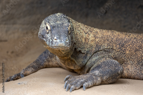 Fototapeta Naklejka Na Ścianę i Meble -  Komodo Dragon monitor lizard in captivity