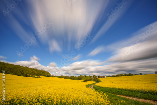 Long exposure panorama of agricultural rapeseed field with blurry clouds. Canola is an oil crop for fuel production.