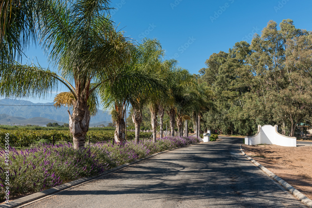 Row of palm trees and flowering lavender plants near Robertson