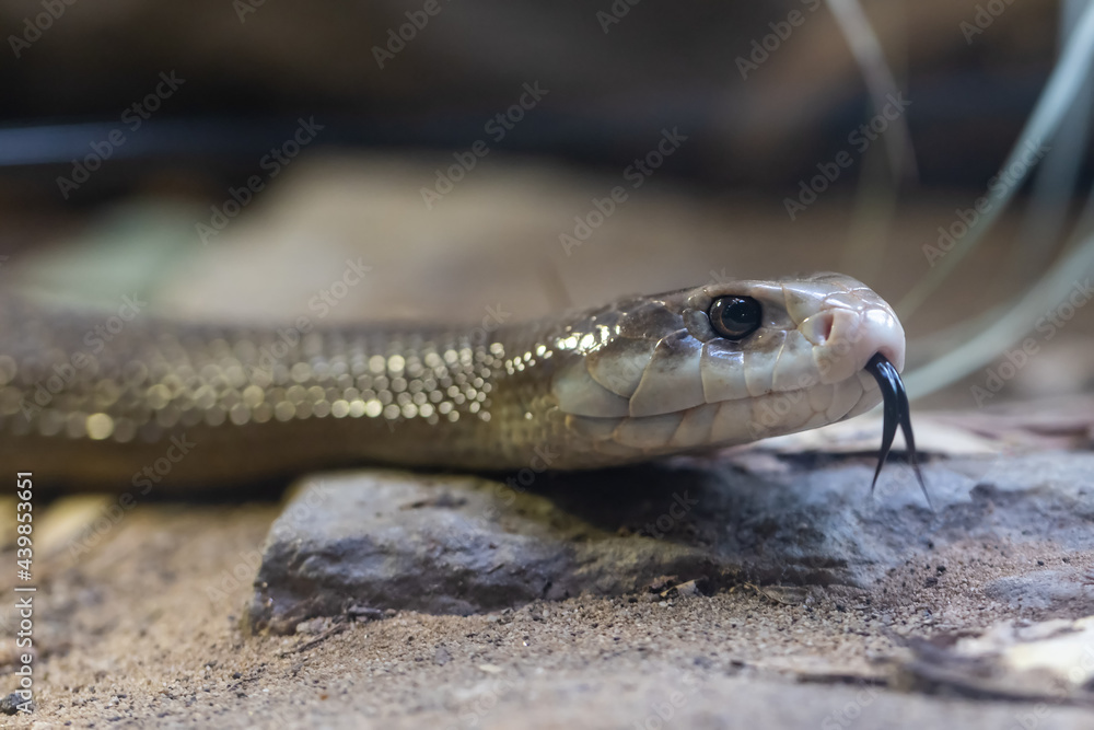 Highly venomous Australian Coastal Taipan Highly venomous Australian Coastal Taipan