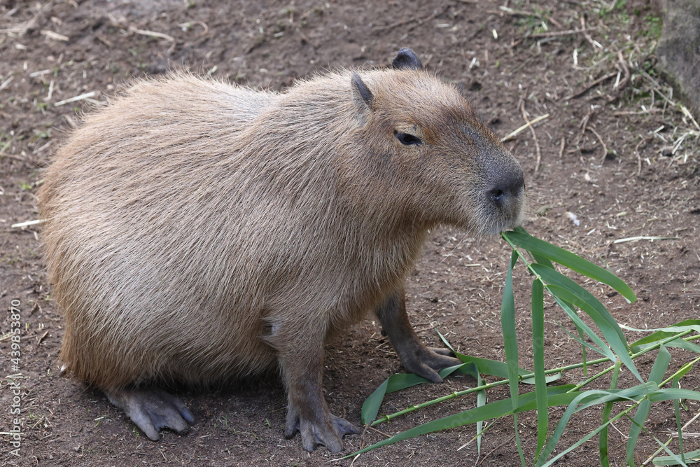 Captive Capybara feeding on bamboo leaves Captive Capybara feeding on bamboo leaves