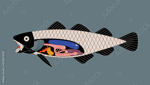 Vector illustration. Anatomy of a fish. Fish internal organs.