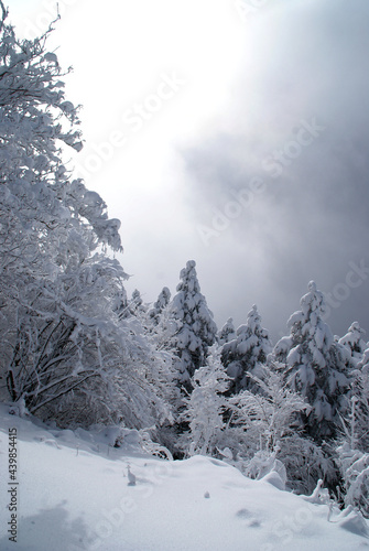 積雪時 曇り空の森 