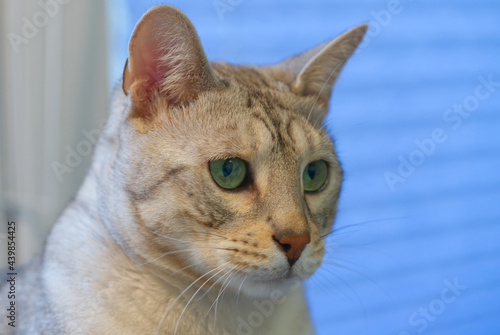 Adult Silver spotted Bengal Cat with green eyes sitting on the table near the flower. close up photo