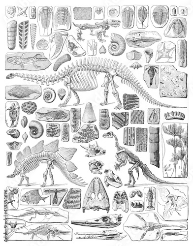 Paleontology - Silurian period - animal fossils and skeletons collection - vintage engraved illustration from Larousse du xxe siècle photo