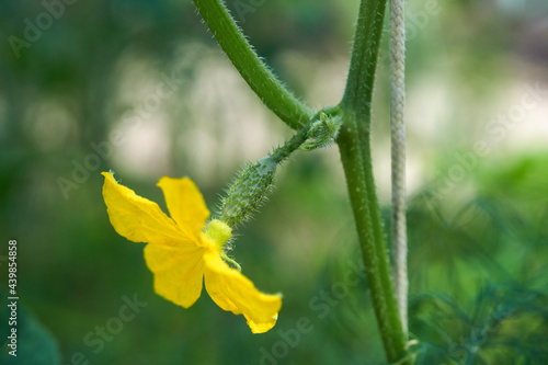 Cucumber germ. Young cucumber plant. Yellow cucumber flower.