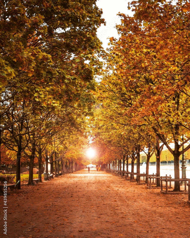 Jardins des Tuileries Paris Automne