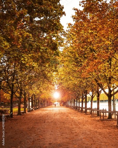 Fototapeta Naklejka Na Ścianę i Meble -  Jardins des Tuileries Paris Automne