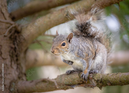 Grey squirrel in a tree facing  left © Sherry Lemcke