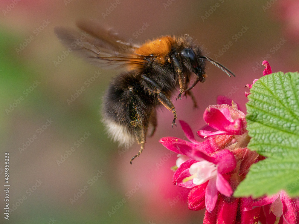TREE BUBMBLEBEEE (Bombus hypnorum) TREE BUBMBLEBEEE (Bombus hypnorum)