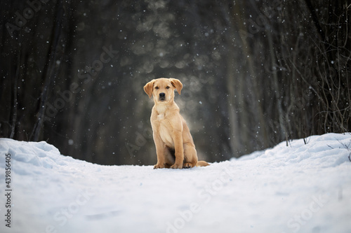 Golden Retriever/Lab sitting in a snowy forest looking at camera photo