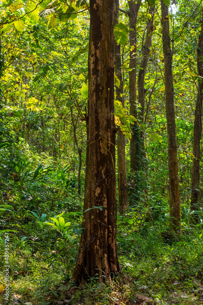 Teak tree in the teak forest in East Java, Malang