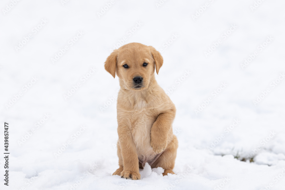 Golden Retriever/Lab sitting in snow with it's paw up looking at the camera