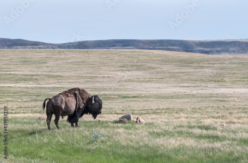 Single male plains bison on the prairie in Grasslands National Park, Saskatchewan, Canada